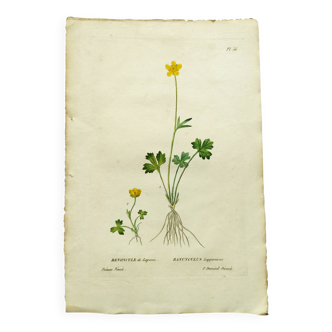 Antique botanical engraving from 1829 - Lapland buttercup - By PA Poiteau