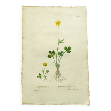 Gravure botanique ancienne de 1829 - Renoncule de Laponie- Par P.A Poiteau