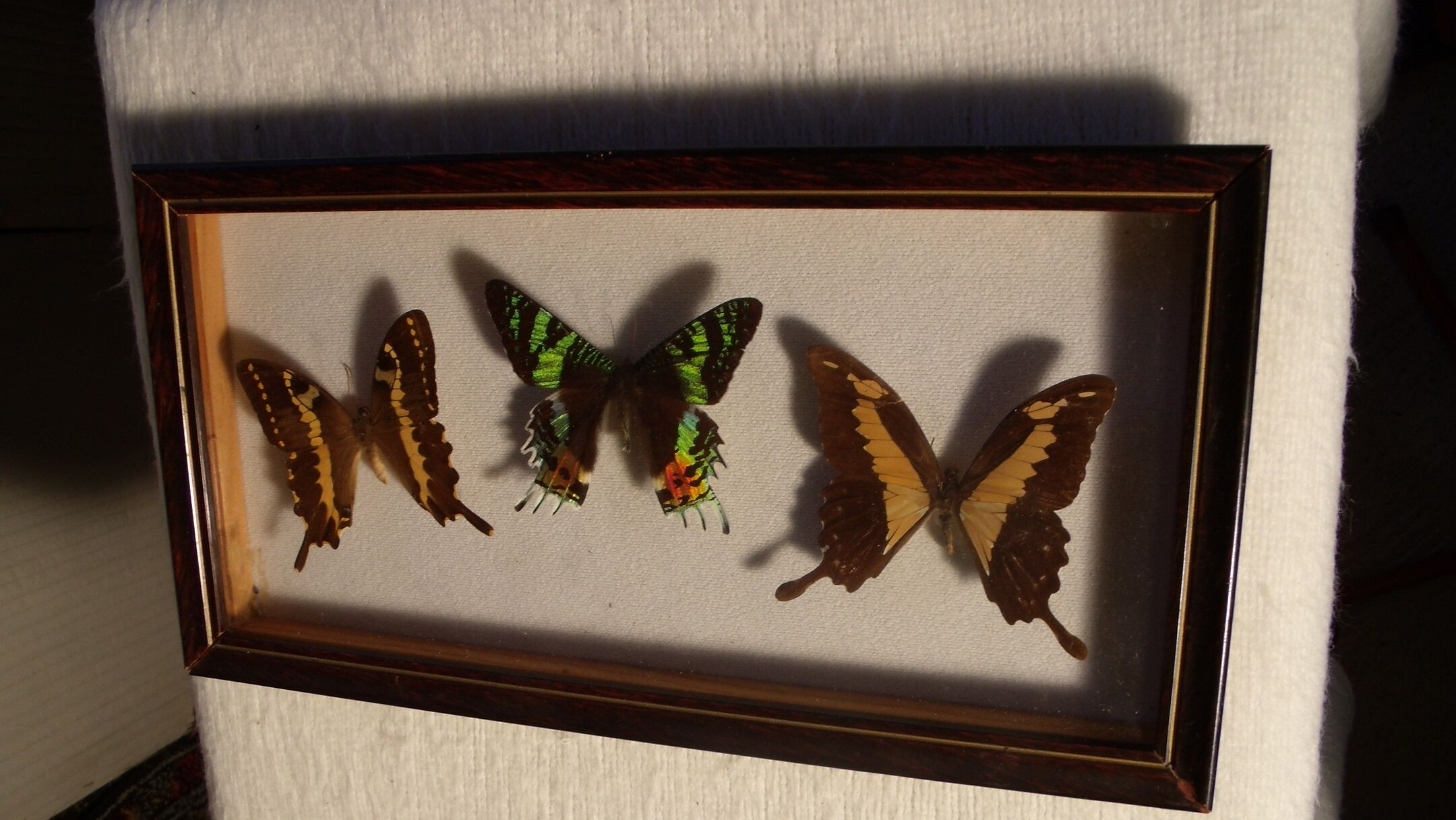 Showcase entomology butterflies with label