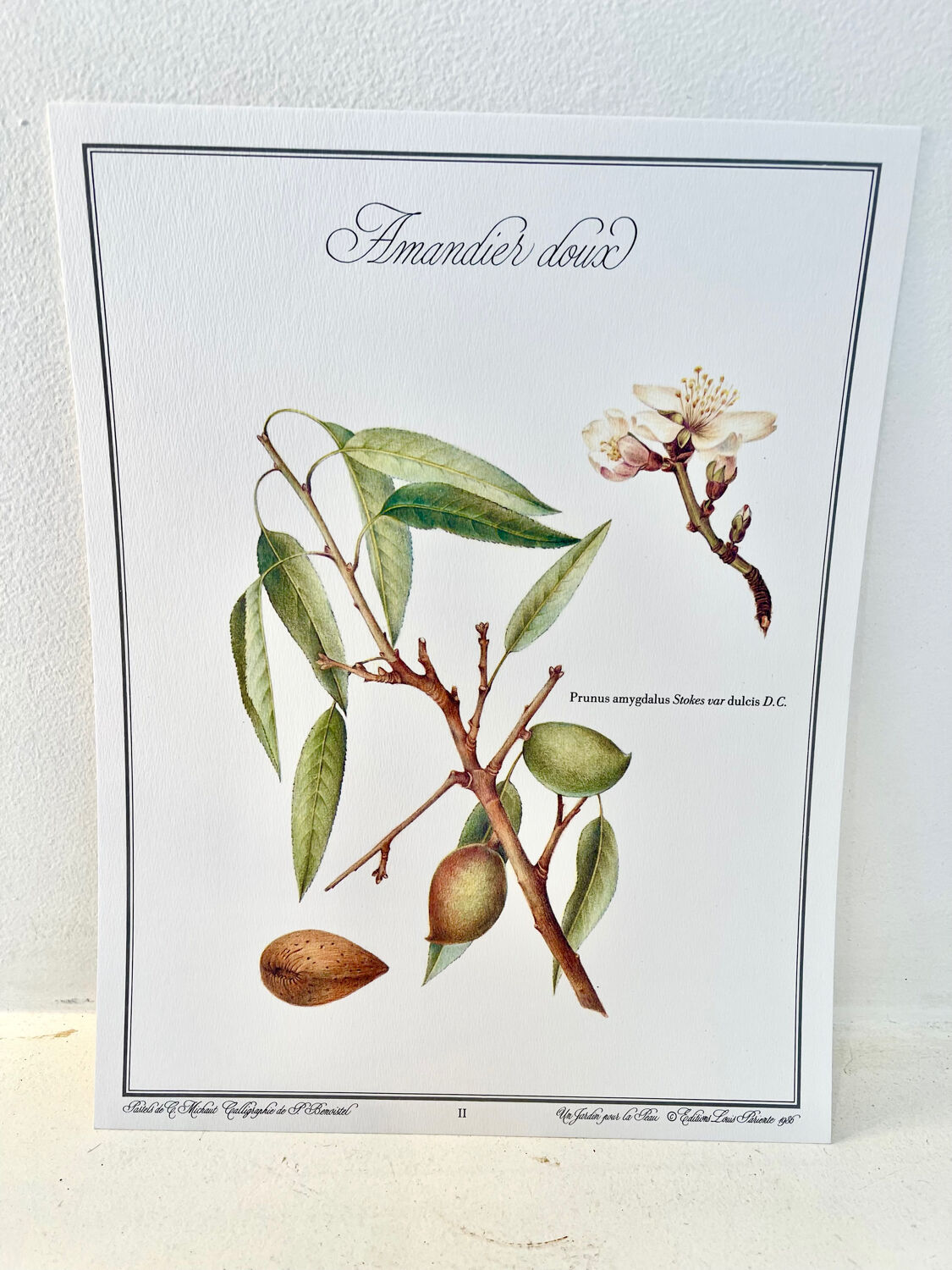 Planche botanique – Amandier doux – Louis Pariente, 1986