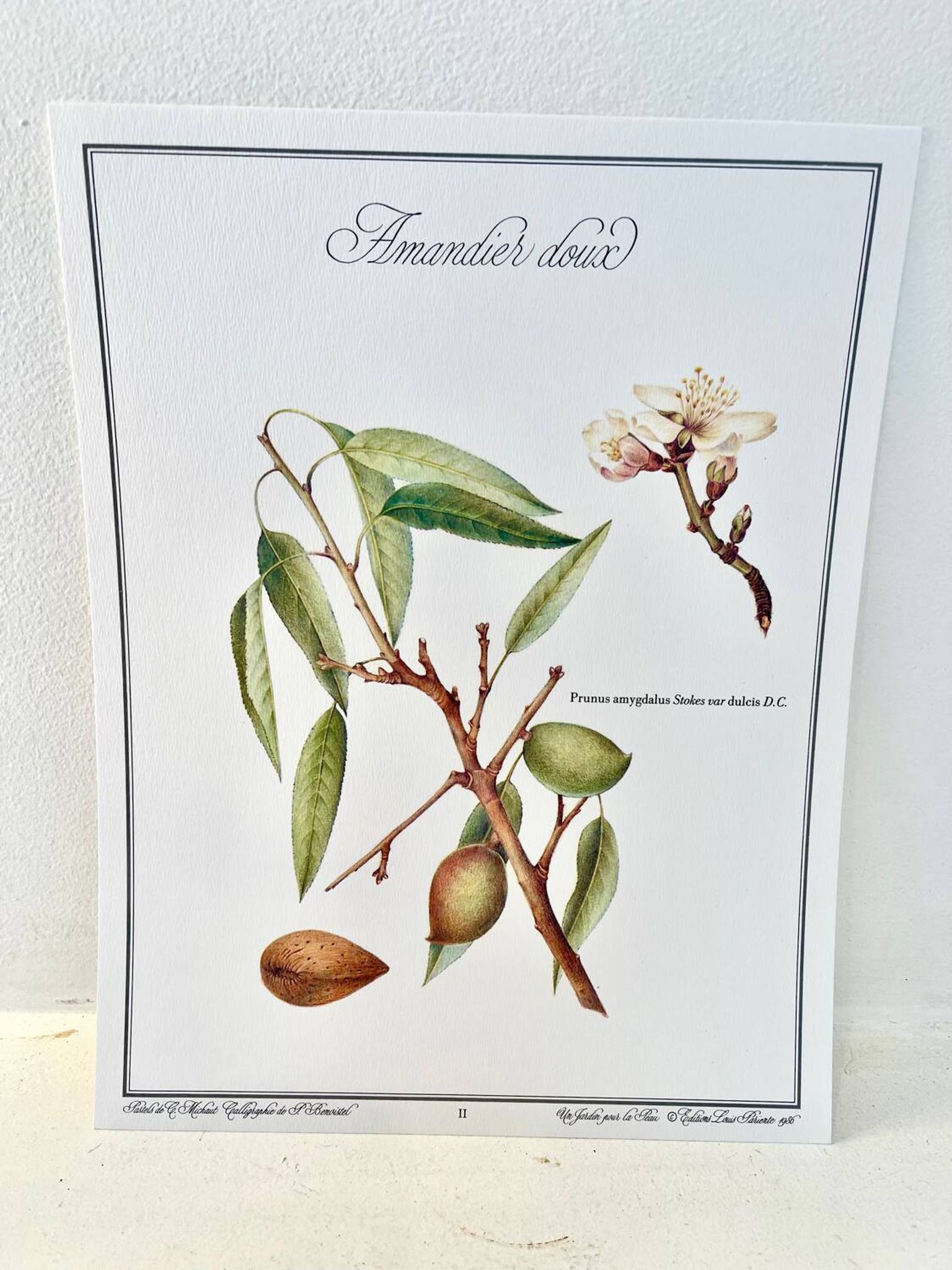 Planche botanique – Amandier doux – Louis Pariente, 1986