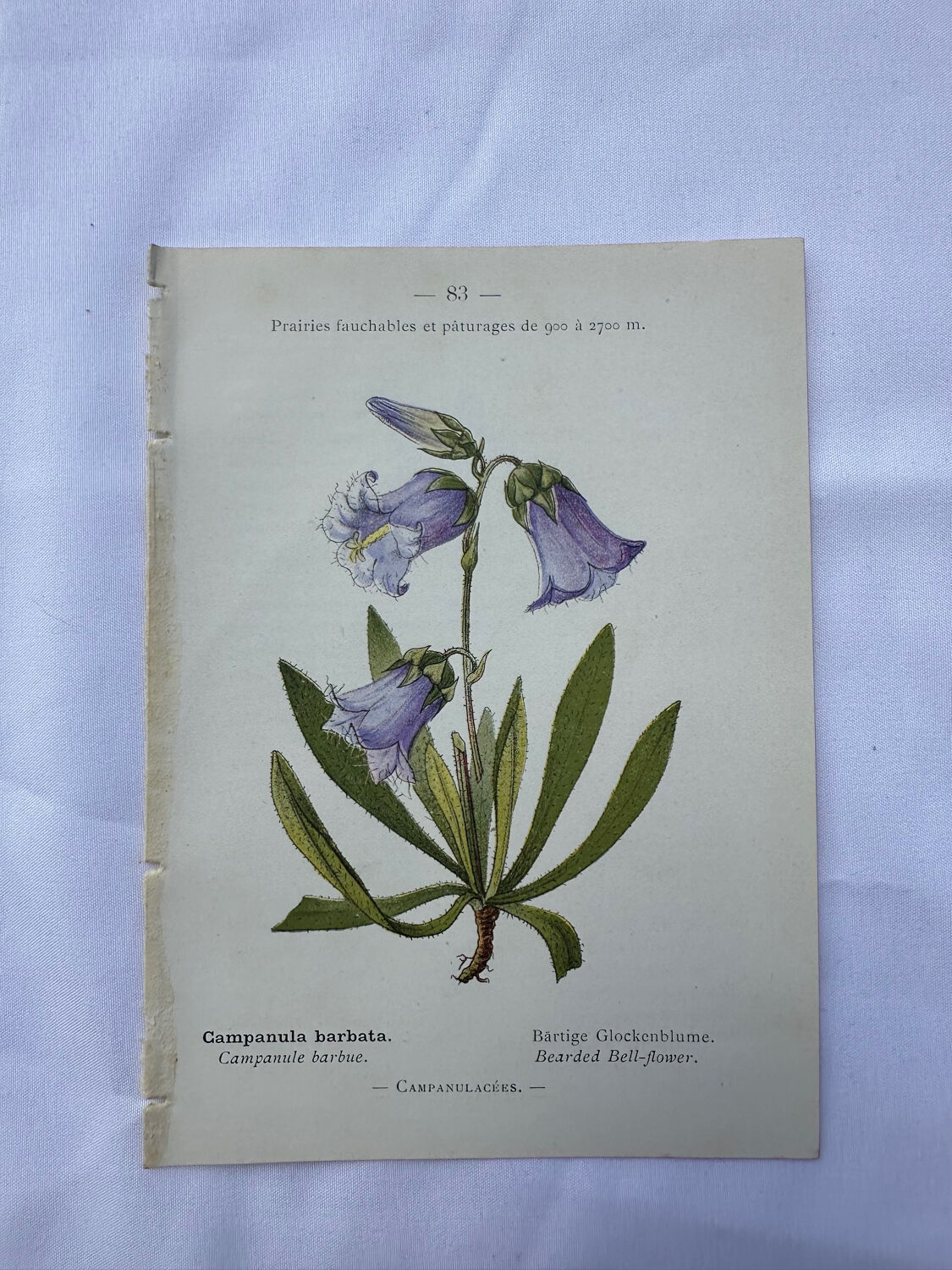 Old botanical engraving naturalist plate 18th century double-sided