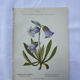 Old botanical engraving naturalist plate 18th century double-sided