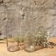 Pair of old milk bottles