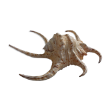 Shellfish Lambis or Strombes