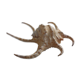 Shellfish Lambis or Strombes