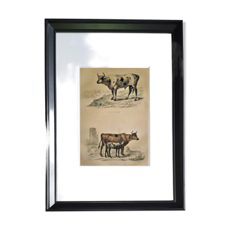 ORIGINAL ZOOLOGICAL FRAME ENGRAVING FROM 1839 " Bull, Cow,... "