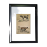 Gravure encadrée zoologique originale de 1839 " taureau, vache,... "