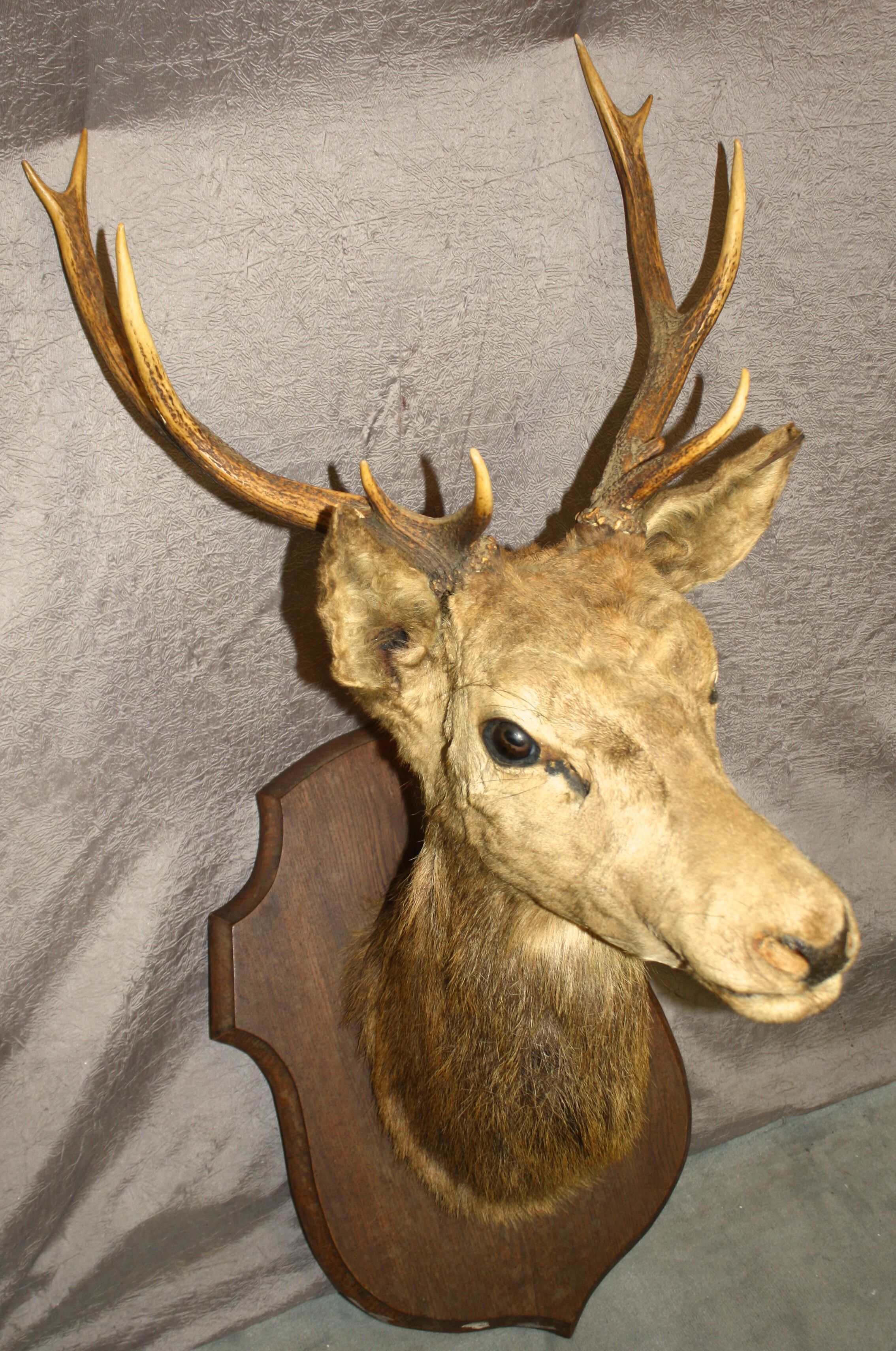 Deer head 10 horns