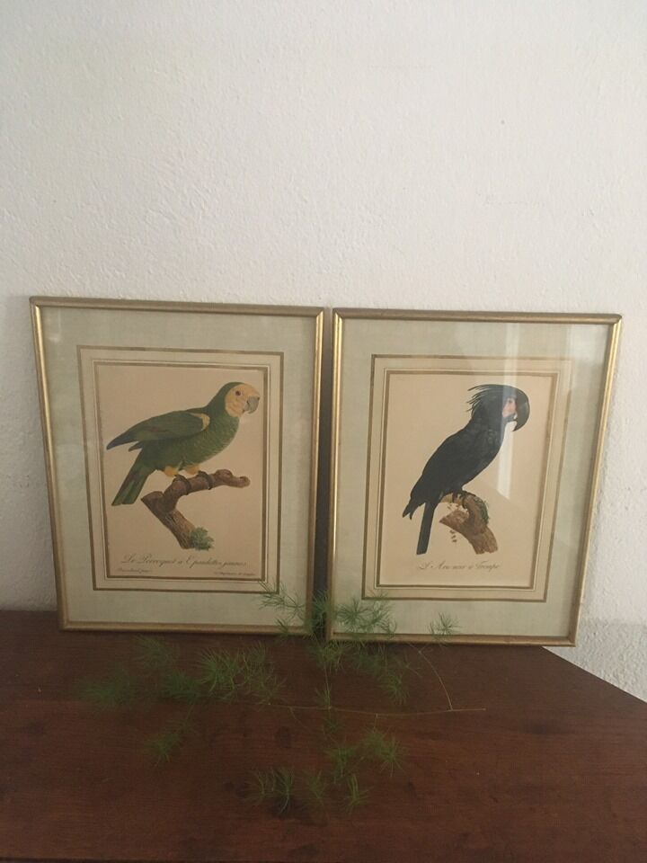 Ornithological board "L Black Macaw in Trump"