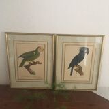 Ornithological board "L Black Macaw in Trump"