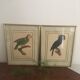 Ornithological board "L Black Macaw in Trump"