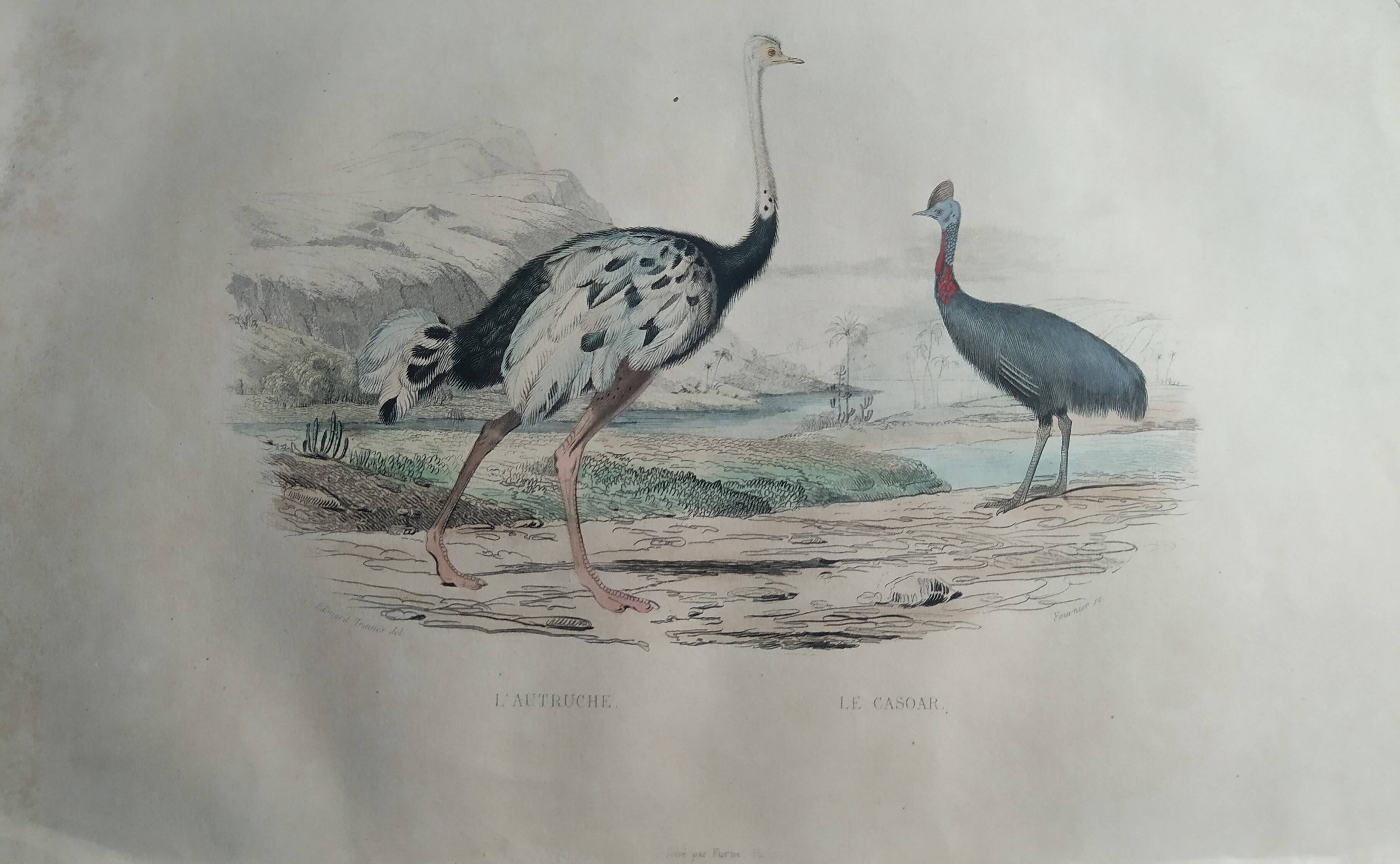 Planche Ornithologique Buffon 1838 "Autruche & Casoar"