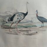 Ornithological Plate Buffon 1838 "Ostrich & Cassowary"