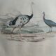 Planche Ornithologique Buffon 1838 "Autruche & Casoar"