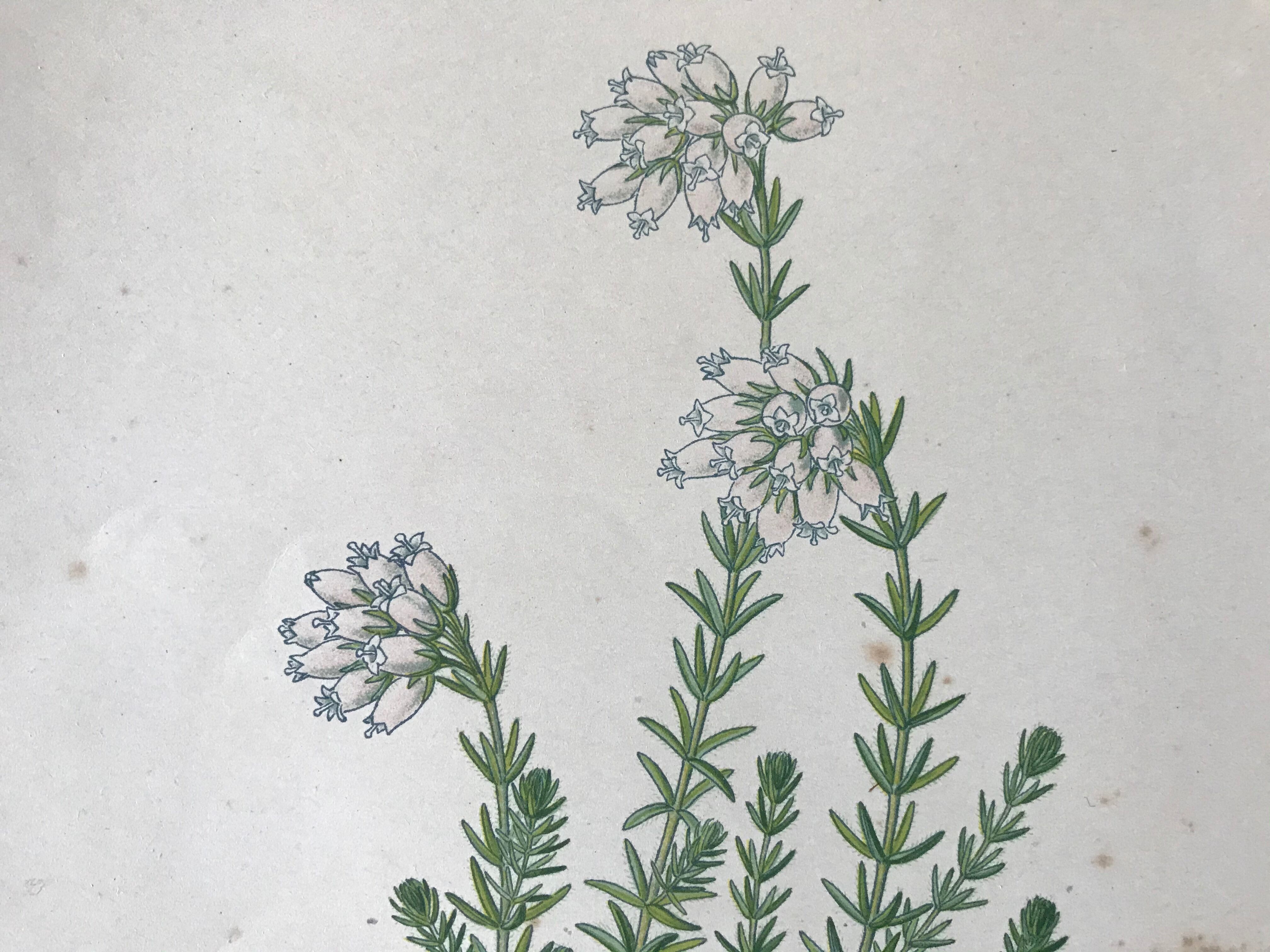 Trio of 19th-century botanical boards