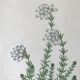 Trio of 19th-century botanical boards