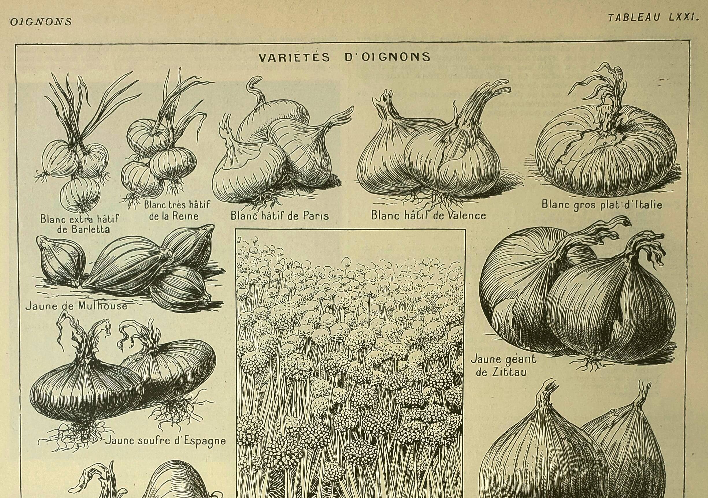 Botanical plate 1921 M. Dessertenne - Vegetable onions - Old image
