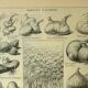 Botanical plate 1921 M. Dessertenne - Vegetable onions - Old image