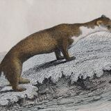 Original zoological board " badger, otter, fouine,... " - buffon 1840