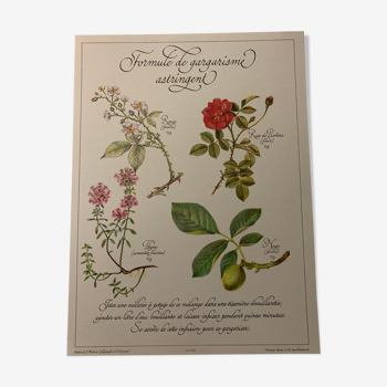 Precious botanical herbal tea poster