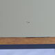 Bureau Pierre Paulin Edition Thonet 1954