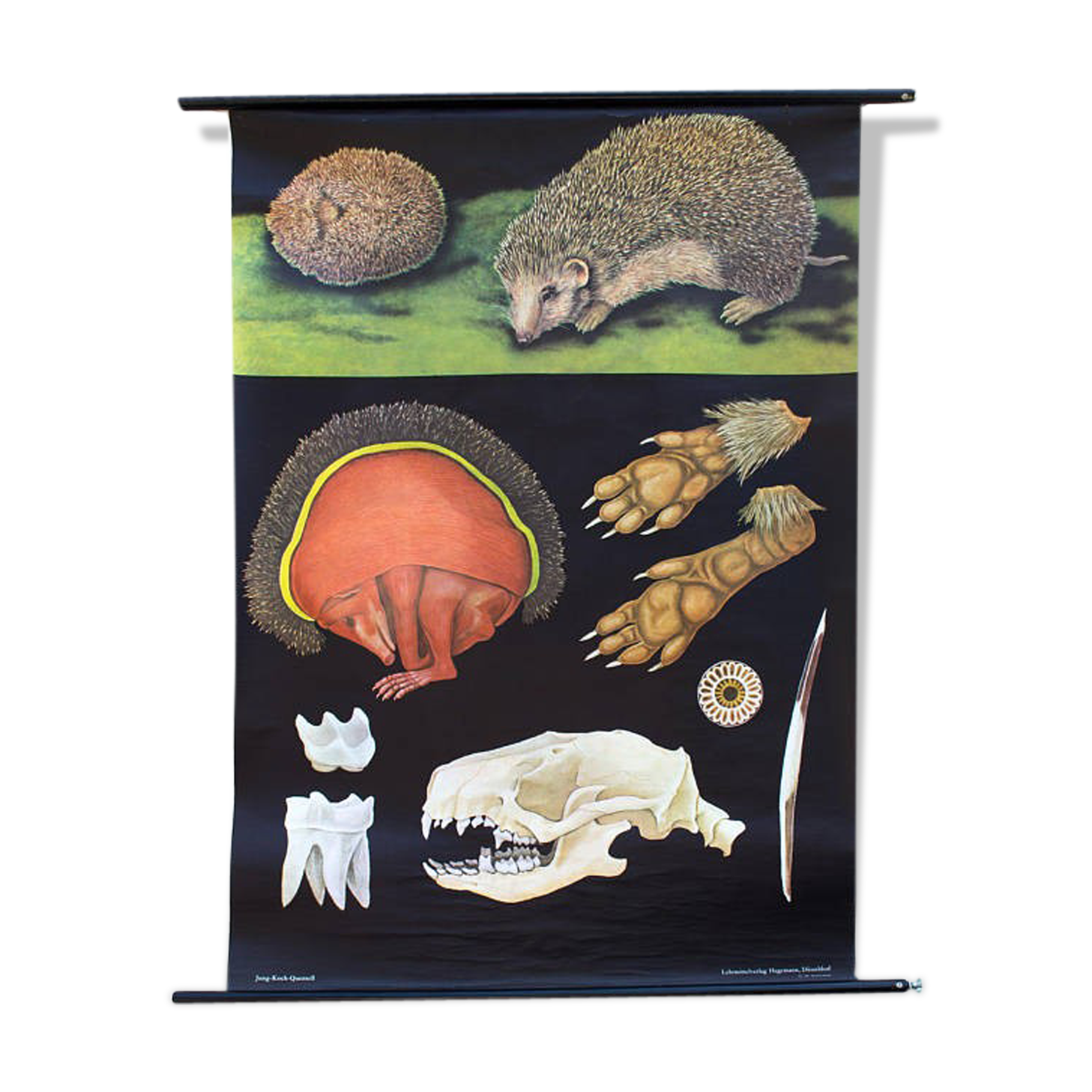 Jung-Koch-Quentell "hedgehog" poster 1970