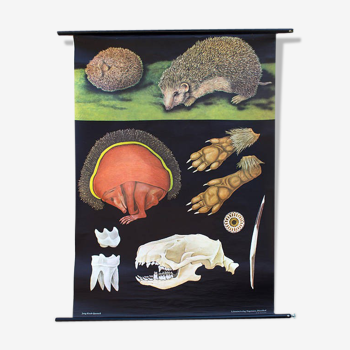 Jung-Koch-Quentell "hedgehog" poster 1970