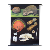 Affiche de Jung-Koch-Quentell "hérisson" 1970