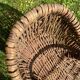 Basket with wicker handle picking vegetable garden mushrooms