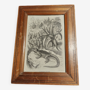 19th century animal engraving framed the vulgar stellion