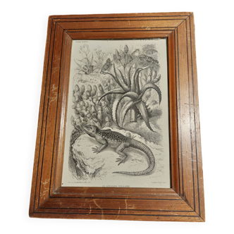 19th century animal engraving framed the vulgar stellion