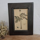 Framed botanical board frame