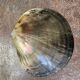 Tahitian pearl oyster shell emptier