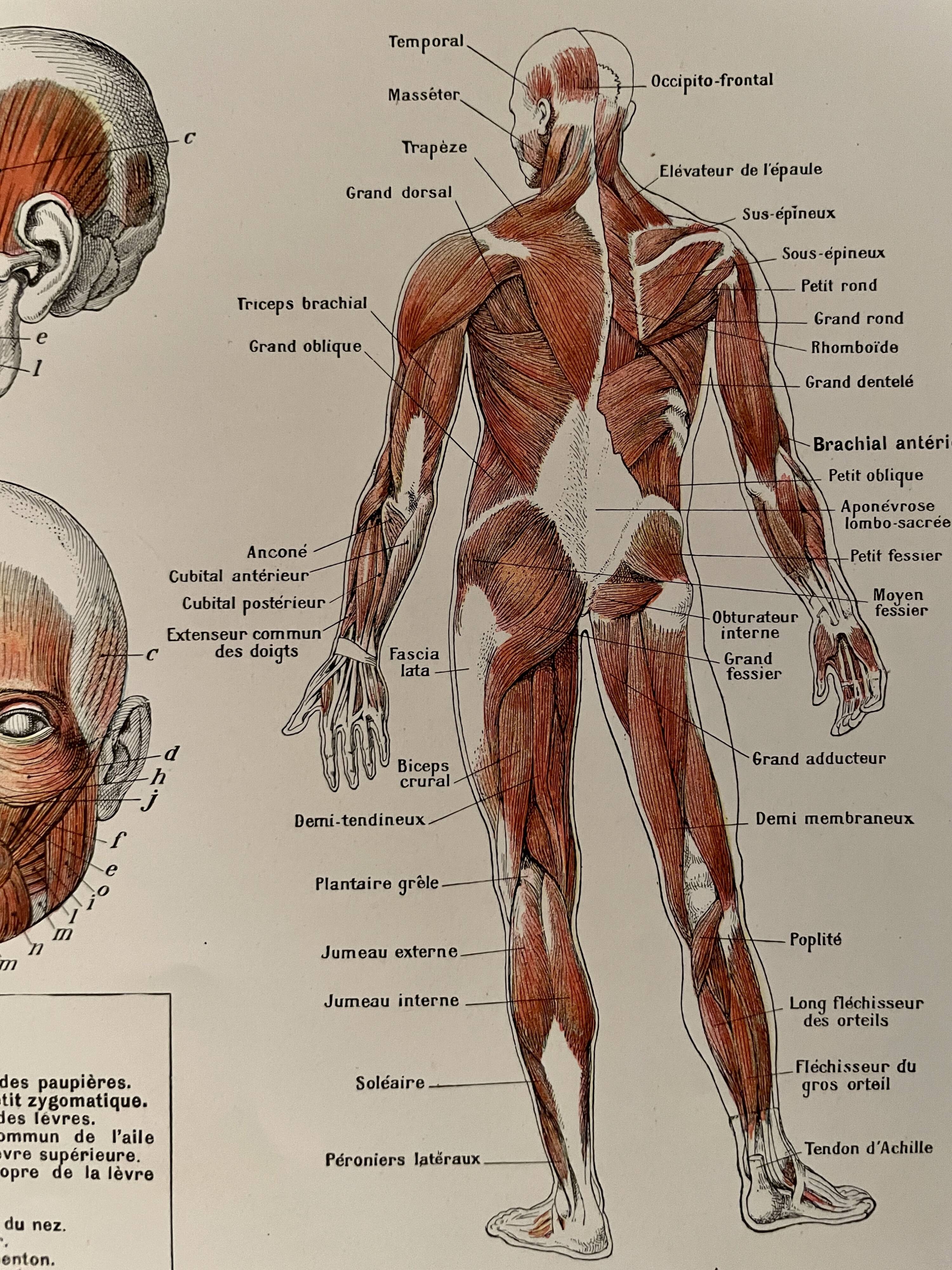Illustrated plate on muscles (human body) -1950