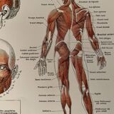 Illustrated plate on muscles (human body) -1950