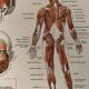 Planche illustrée sur les muscles (corps humain) -1950