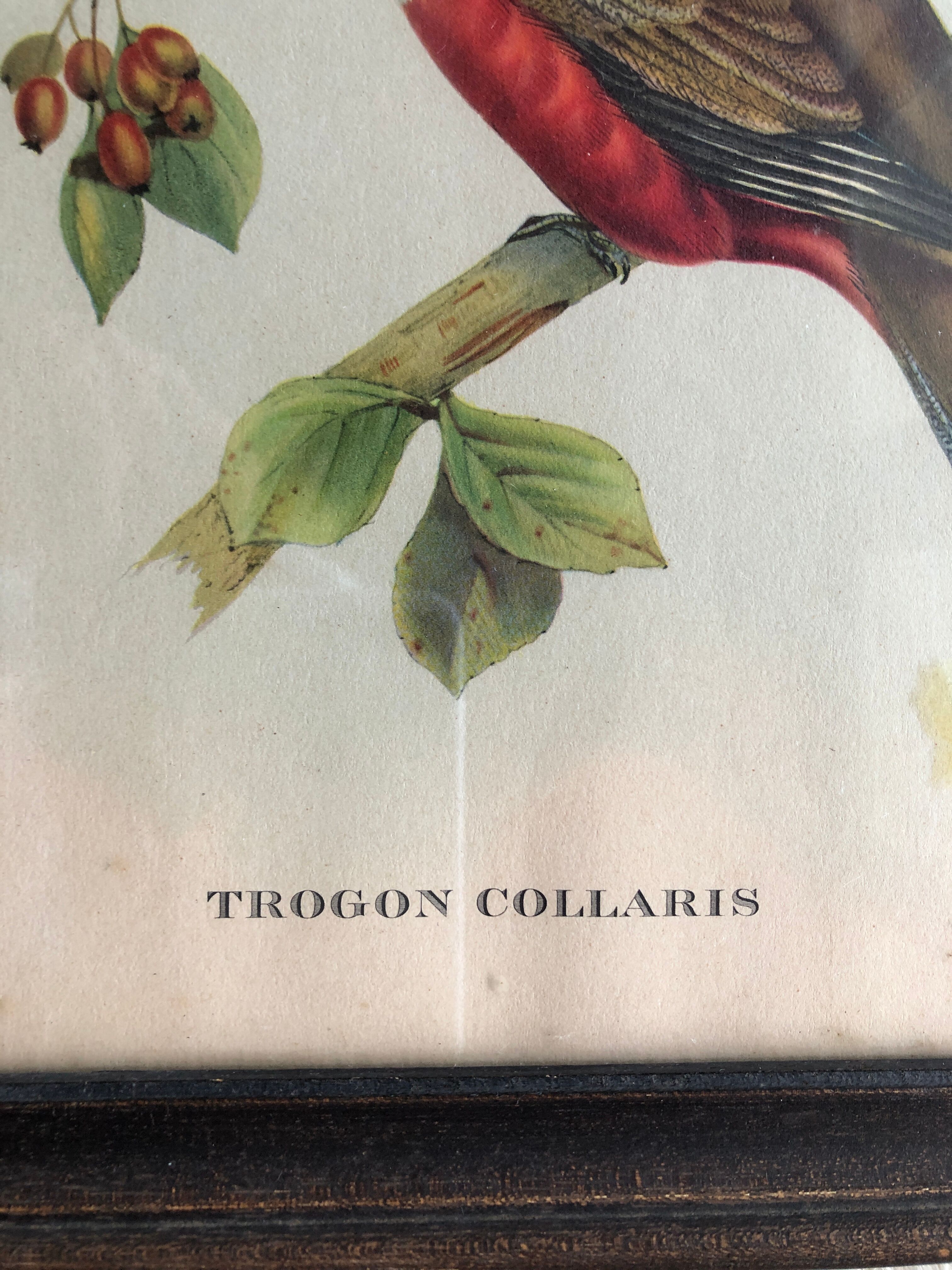 Bird engraving "trogon collaris"