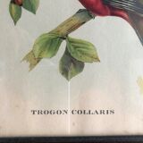 Bird engraving "trogon collaris"
