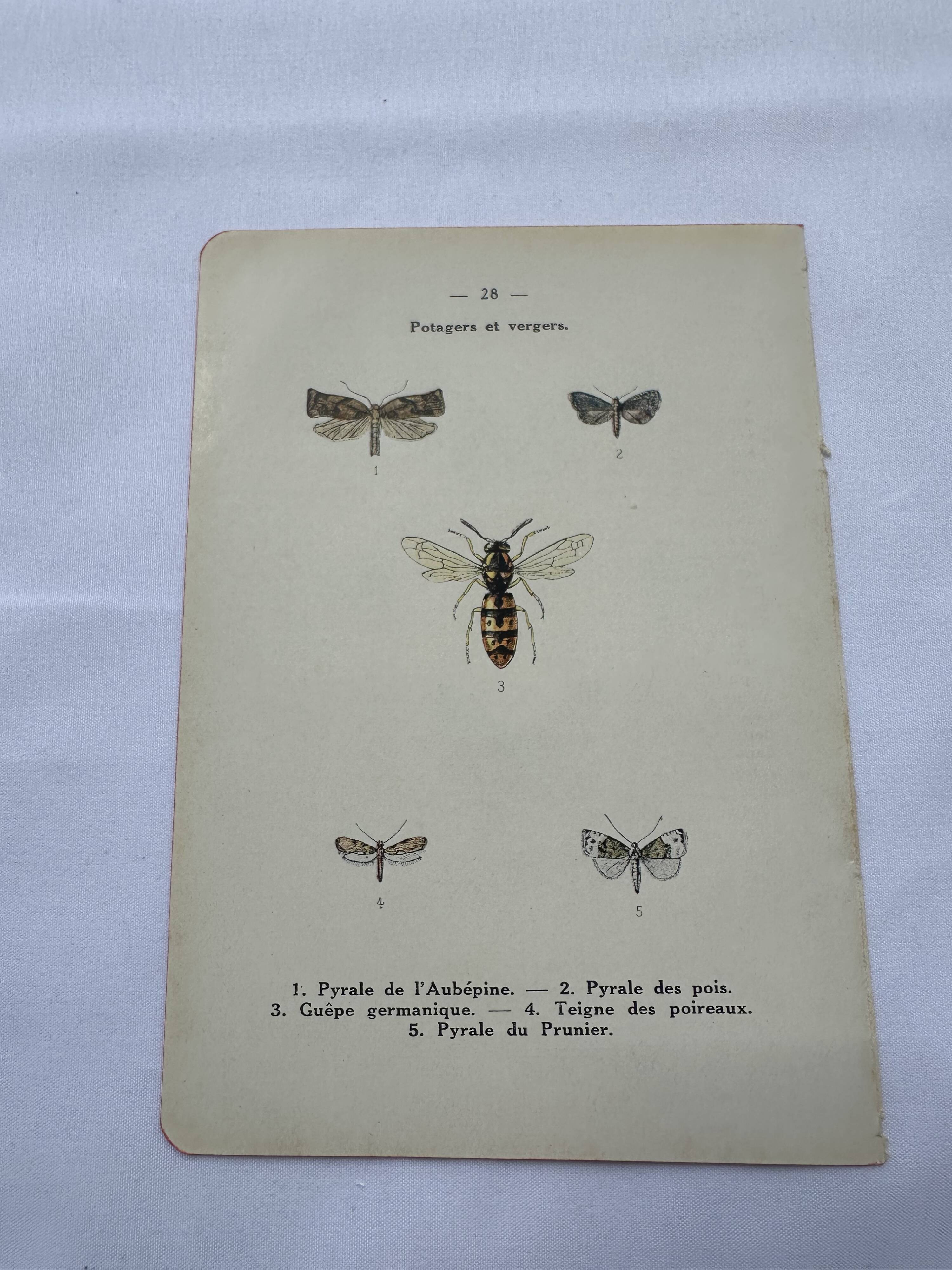 Naturalist plate insect entomology old lithograph