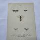Naturalist plate insect entomology old lithograph
