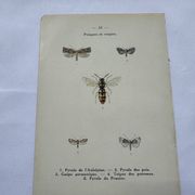 Naturalist plate insect entomology old lithograph