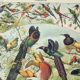 Antique engraving 1898, Birds 2: species, bird of paradise • Lithograph, original illustration