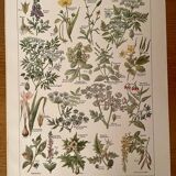 Reserved Stéphanie - Set of 3 20th century plant lithos.