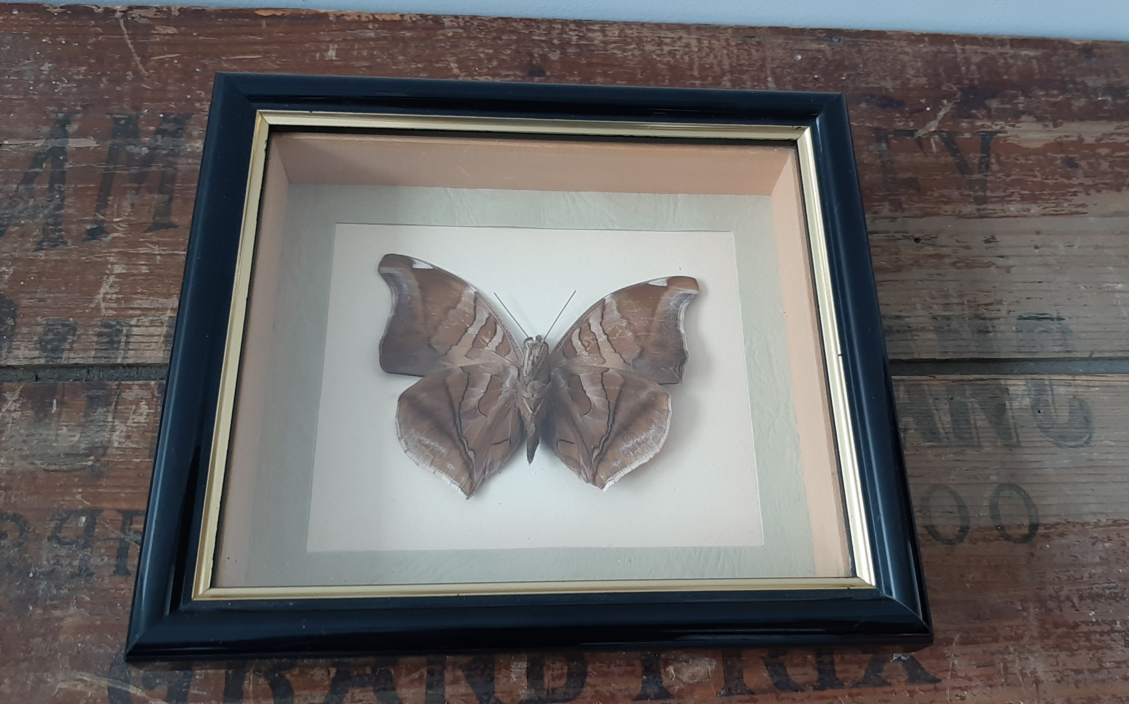 Butterfly frame