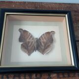 Butterfly frame