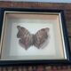 Butterfly frame