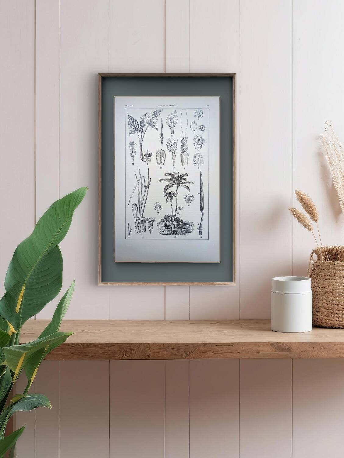 Printed in 1889, Palms and Aroideae. Old botanical plate.