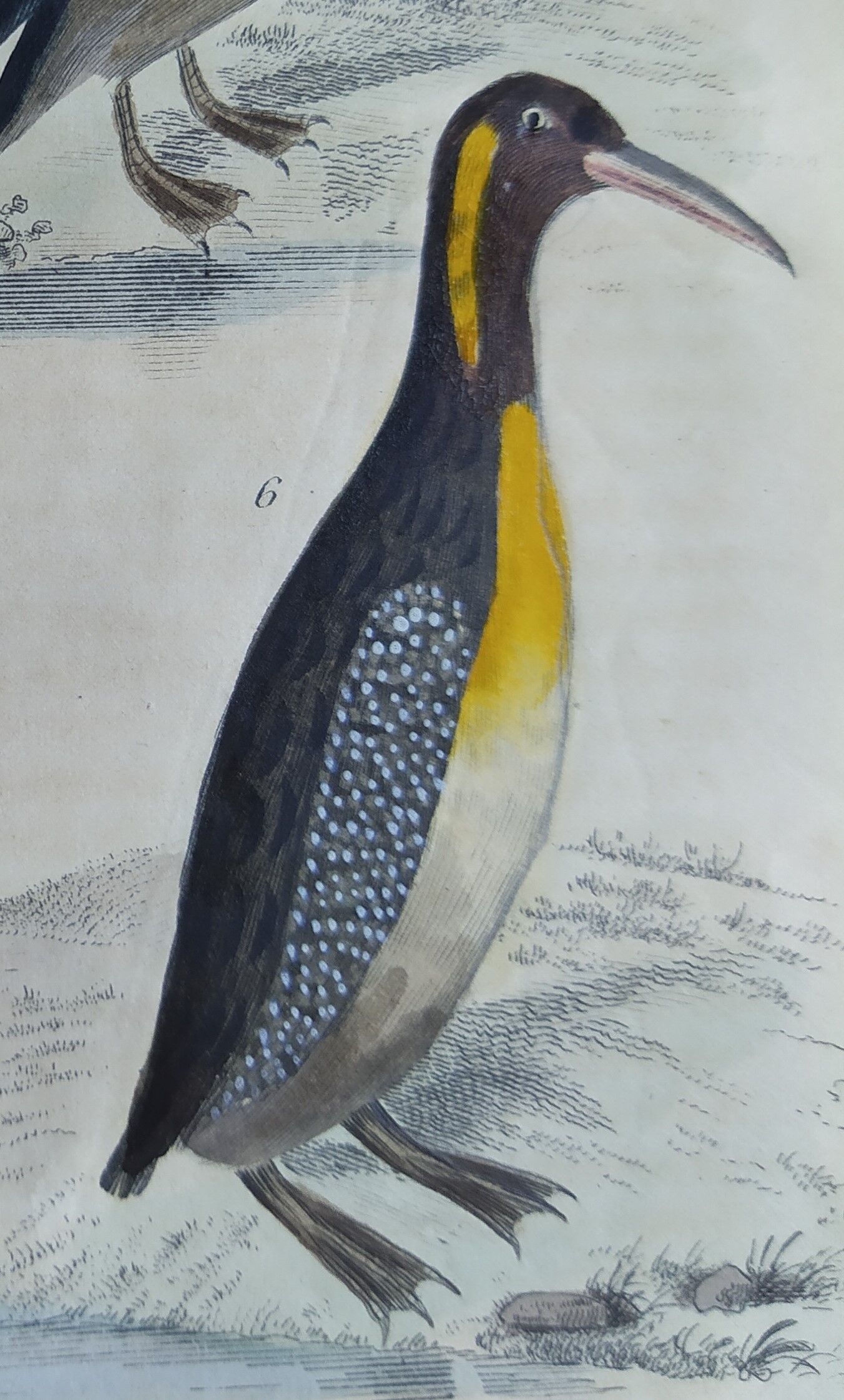 Original ornithological plate " Guillemot - Puffin - &c.. Buffon (1837)