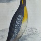 Planche ornithologique originale " Guillemot - Macareux - &c.. Buffon 1837